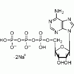 987-65-5A800085 腺苷-5'-三磷酸二钠盐(ATP), 99%